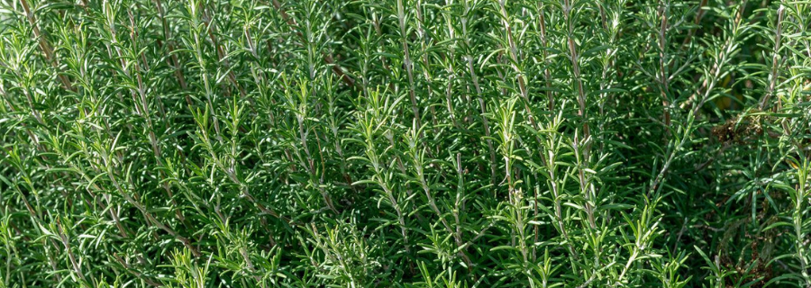 Le romarin (Rosmarinus officinalis) - Une plante aromatique aux vertus  médicinales- Plantes et Santé